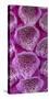 USA, Washington State, Seabeck. Foxglove blossoms close-up.-Jaynes Gallery-Stretched Canvas