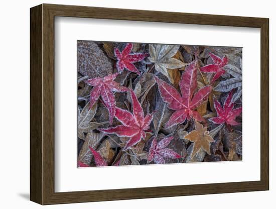 USA, Washington State, Seabeck. Frosty leaves in autumn.-Jaynes Gallery-Framed Photographic Print