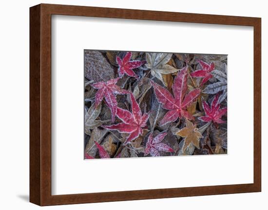 USA, Washington State, Seabeck. Frosty leaves in autumn.-Jaynes Gallery-Framed Photographic Print