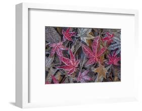 USA, Washington State, Seabeck. Frosty leaves in autumn.-Jaynes Gallery-Framed Photographic Print