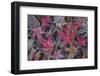 USA, Washington State, Seabeck. Frosty leaves in autumn.-Jaynes Gallery-Framed Photographic Print