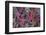 USA, Washington State, Seabeck. Frosty leaves in autumn.-Jaynes Gallery-Framed Photographic Print