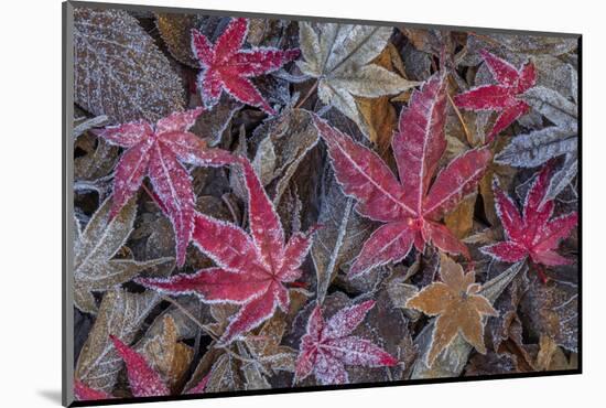 USA, Washington State, Seabeck. Frosty leaves in autumn.-Jaynes Gallery-Mounted Photographic Print