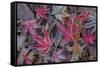 USA, Washington State, Seabeck. Frosty leaves in autumn.-Jaynes Gallery-Framed Stretched Canvas