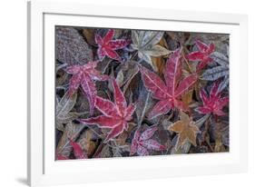 USA, Washington State, Seabeck. Frosty leaves in autumn.-Jaynes Gallery-Framed Photographic Print