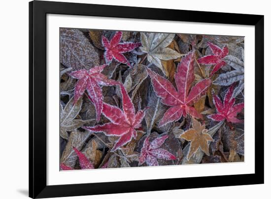 USA, Washington State, Seabeck. Frosty leaves in autumn.-Jaynes Gallery-Framed Photographic Print