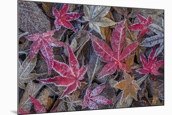 USA, Washington State, Seabeck. Frosty leaves in autumn.-Jaynes Gallery-Mounted Photographic Print