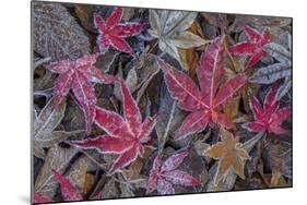 USA, Washington State, Seabeck. Frosty leaves in autumn.-Jaynes Gallery-Mounted Photographic Print