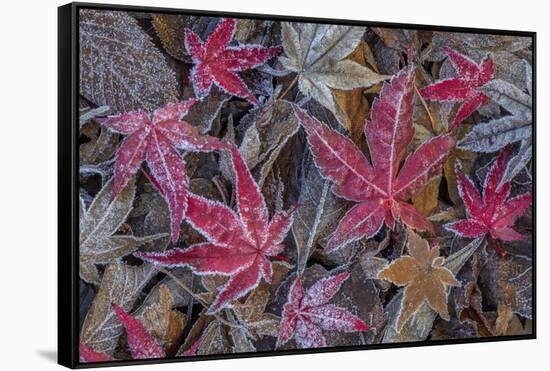 USA, Washington State, Seabeck. Frosty leaves in autumn.-Jaynes Gallery-Framed Stretched Canvas