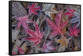USA, Washington State, Seabeck. Frosty leaves in autumn.-Jaynes Gallery-Framed Stretched Canvas