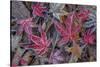 USA, Washington State, Seabeck. Frosty leaves in autumn.-Jaynes Gallery-Stretched Canvas