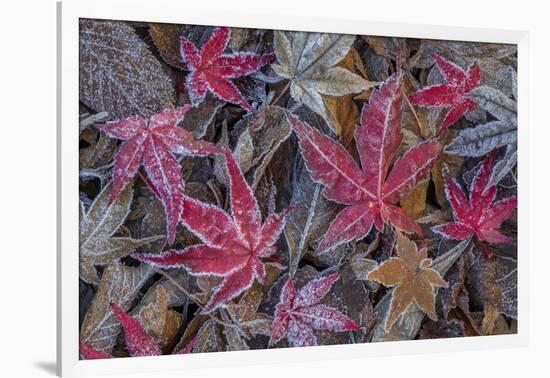 USA, Washington State, Seabeck. Frosty leaves in autumn.-Jaynes Gallery-Framed Photographic Print