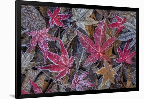 USA, Washington State, Seabeck. Frosty leaves in autumn.-Jaynes Gallery-Framed Photographic Print