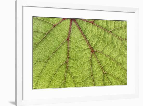 USA, Washington State, Seabeck. Grape leaf close-up.-Jaynes Gallery-Framed Photographic Print