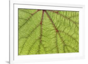 USA, Washington State, Seabeck. Grape leaf close-up.-Jaynes Gallery-Framed Photographic Print