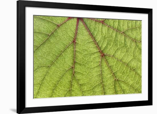 USA, Washington State, Seabeck. Grape leaf close-up.-Jaynes Gallery-Framed Photographic Print