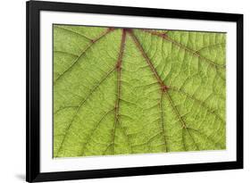 USA, Washington State, Seabeck. Grape leaf close-up.-Jaynes Gallery-Framed Photographic Print