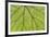 USA, Washington State, Seabeck. Grape leaf close-up.-Jaynes Gallery-Framed Photographic Print