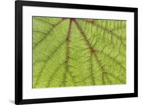 USA, Washington State, Seabeck. Grape leaf close-up.-Jaynes Gallery-Framed Photographic Print