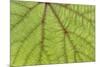 USA, Washington State, Seabeck. Grape leaf close-up.-Jaynes Gallery-Mounted Photographic Print