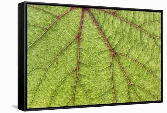 USA, Washington State, Seabeck. Grape leaf close-up.-Jaynes Gallery-Framed Stretched Canvas