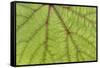 USA, Washington State, Seabeck. Grape leaf close-up.-Jaynes Gallery-Framed Stretched Canvas