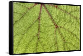 USA, Washington State, Seabeck. Grape leaf close-up.-Jaynes Gallery-Framed Stretched Canvas