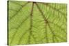 USA, Washington State, Seabeck. Grape leaf close-up.-Jaynes Gallery-Stretched Canvas