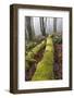 USA, Washington State, Seabeck, Guillemot Cove Nature Preserve. Fallen moss-covered maple tree.-Jaynes Gallery-Framed Photographic Print