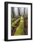 USA, Washington State, Seabeck, Guillemot Cove Nature Preserve. Fallen moss-covered maple tree.-Jaynes Gallery-Framed Photographic Print