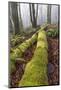 USA, Washington State, Seabeck, Guillemot Cove Nature Preserve. Fallen moss-covered maple tree.-Jaynes Gallery-Mounted Photographic Print