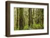 USA, Washington State, Seabeck, Guillemot Cove Nature Preserve. Moss-covered rainforest trees.-Jaynes Gallery-Framed Photographic Print