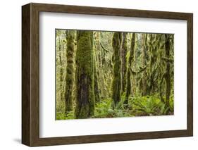 USA, Washington State, Seabeck, Guillemot Cove Nature Preserve. Moss-covered rainforest trees.-Jaynes Gallery-Framed Photographic Print