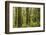 USA, Washington State, Seabeck, Guillemot Cove Nature Preserve. Moss-covered rainforest trees.-Jaynes Gallery-Framed Photographic Print