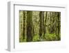 USA, Washington State, Seabeck, Guillemot Cove Nature Preserve. Moss-covered rainforest trees.-Jaynes Gallery-Framed Photographic Print