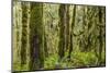 USA, Washington State, Seabeck, Guillemot Cove Nature Preserve. Moss-covered rainforest trees.-Jaynes Gallery-Mounted Photographic Print