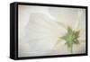 USA, Washington State, Seabeck. Hibiscus blossom close-up.-Jaynes Gallery-Framed Stretched Canvas