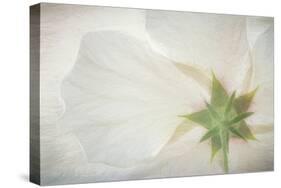 USA, Washington State, Seabeck. Hibiscus blossom close-up.-Jaynes Gallery-Stretched Canvas
