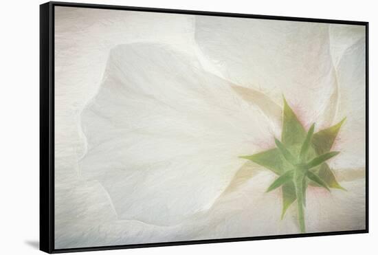 USA, Washington State, Seabeck. Hibiscus blossom close-up.-Jaynes Gallery-Framed Stretched Canvas