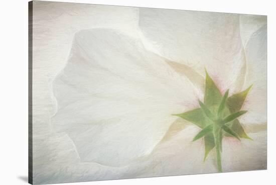 USA, Washington State, Seabeck. Hibiscus blossom close-up.-Jaynes Gallery-Stretched Canvas