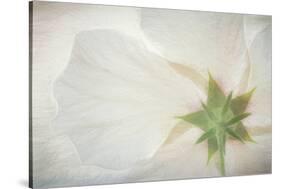 USA, Washington State, Seabeck. Hibiscus blossom close-up.-Jaynes Gallery-Stretched Canvas