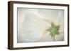 USA, Washington State, Seabeck. Hibiscus blossom close-up.-Jaynes Gallery-Framed Photographic Print