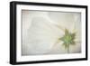 USA, Washington State, Seabeck. Hibiscus blossom close-up.-Jaynes Gallery-Framed Photographic Print