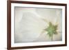 USA, Washington State, Seabeck. Hibiscus blossom close-up.-Jaynes Gallery-Framed Photographic Print