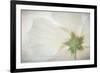 USA, Washington State, Seabeck. Hibiscus blossom close-up.-Jaynes Gallery-Framed Photographic Print