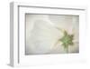 USA, Washington State, Seabeck. Hibiscus blossom close-up.-Jaynes Gallery-Framed Photographic Print