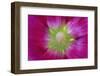 USA, Washington State, Seabeck. Hollyhock Blossom Close-up-Don Paulson-Framed Photographic Print