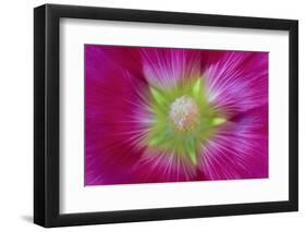 USA, Washington State, Seabeck. Hollyhock Blossom Close-up-Don Paulson-Framed Photographic Print