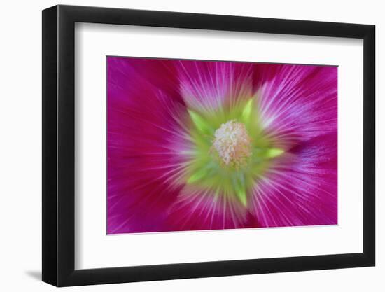 USA, Washington State, Seabeck. Hollyhock Blossom Close-up-Don Paulson-Framed Photographic Print