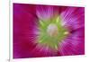 USA, Washington State, Seabeck. Hollyhock Blossom Close-up-Don Paulson-Framed Premium Photographic Print